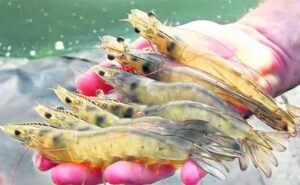 sea food