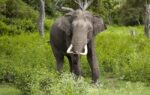 Elephant attacks.. IMG 20250415 WA0002