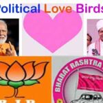 lovebirds c